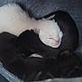 animal, black_kitten, closeup, cozy, cute, fur, indoors, kitten, mammal, nest, newborn, peaceful, pet, pile, resting, sleeping, soft, tiny, white_kitten, young