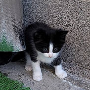 Hoku joined the competition — help win amazing prizes! animal, black_and_white, cat, concrete, corner, curious, cute, exploring, fur, green, kitten, outdoor, paws, pet, shy, small, texture, wall, whiskers, young