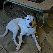 Snowie joined the competition — help win amazing prizes! dog, white_dog, indoor, tile_floor, table, glass_top_table, pet, animal, resting, looking, collar, furniture, living_room, one_ear_up, calm, medium_sized_dog, domestic_animal, floor_tiles, home, curious