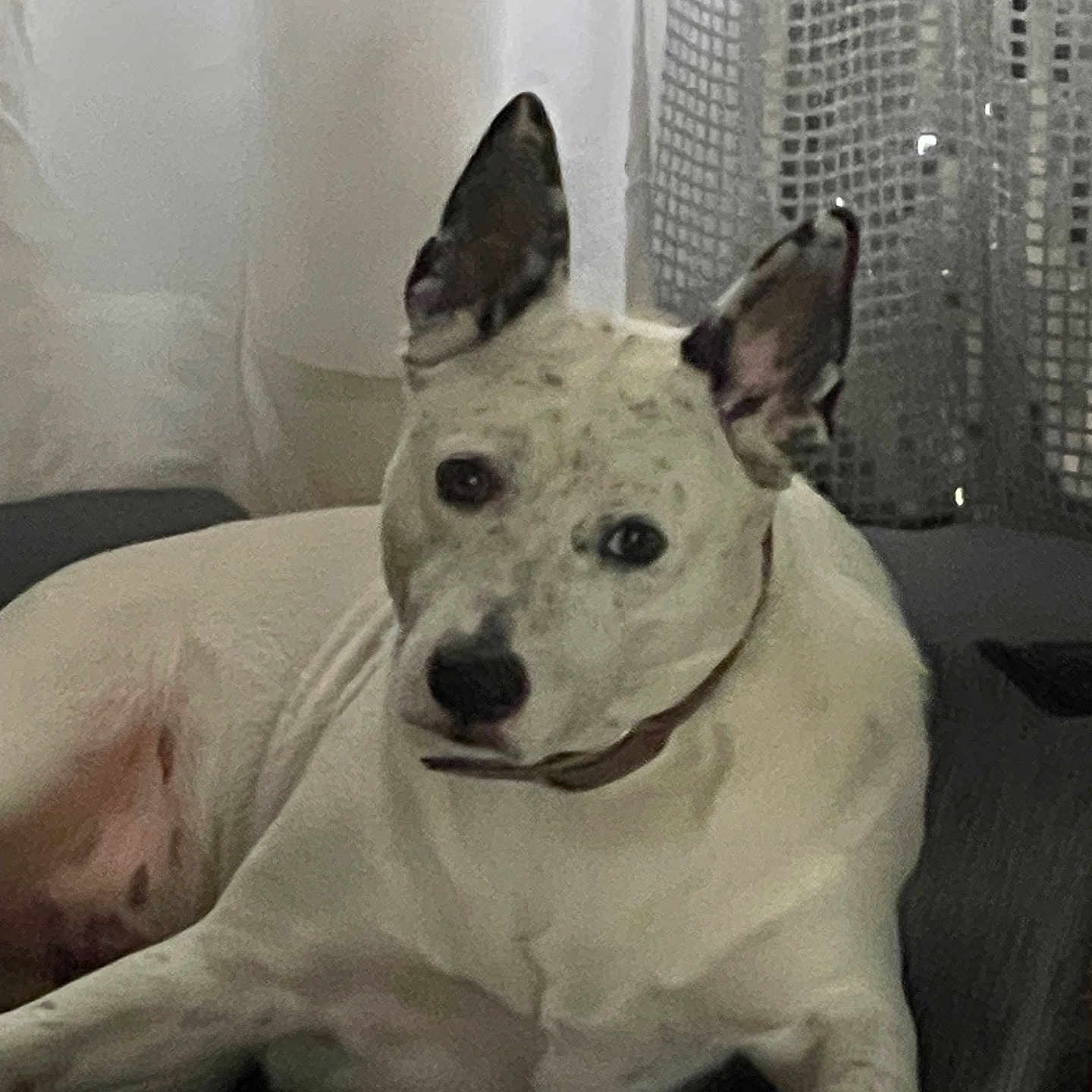 Snowie