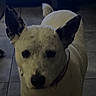 Snowie joined the competition — help win amazing prizes! dog, white_dog, black_ears, spots, pet, animal, indoor, floor, tile_floor, standing, looking, canine, companion, domestic_animal, fur, ears, tail, collar, shadow, low_light
