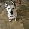 Snowie is registered to the contest to win money with this photo: dog, white_dog, black_spots, purple_collar, tile_floor, orange_toy, rope_toy, indoor, pet, animal, looking_up, ears_up, curious, sitting, metal_table_leg, floor_tiles, canine, domestic_animal, playful, companion