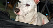Snowie is registered to the contest to win money with this photo: dog, white_dog, black_spots, perky_ears, gold_chain, indoor, furniture, blurred_background, person, black_clothing, adidas, close_up, pet, animal, portrait, seated, looking_away, domestic_animal, companion, cute
