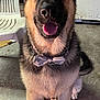 dog, german_shepherd, bow_tie, pet, indoor, happy, tongue_out, ears_up, canine, animal, floor, chair, collar, portrait, paw, fur, pet_accessory, domestic, companion, mammal