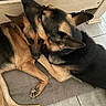 affection, animal, bond, canine, close_up, companion, cozy, dog, domestic, ears, floor, fur, german_shepherd, indoor, mat, pets, resting, sleeping, snuggling, wooden_bed