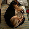 Bruno is registered to the contest to win money with this photo: animal, bed, black_and_tan, canine, cozy, curled_up, cute, dog, domestic_animal, german_shepherd, indoor, pet, pillow, quiet, relaxation, resting, sleeping, striped_mattress, tile_floor, toy