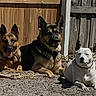 Bruno joined the competition — help win amazing prizes! animal, canine, companion, daylight, dog, domestic_animal, fence, garden, german_shepherd, lying_down, nature, outdoor, pet, relaxed, sunlight, sunny, three_dogs, white_dog, wooden_fence, yard