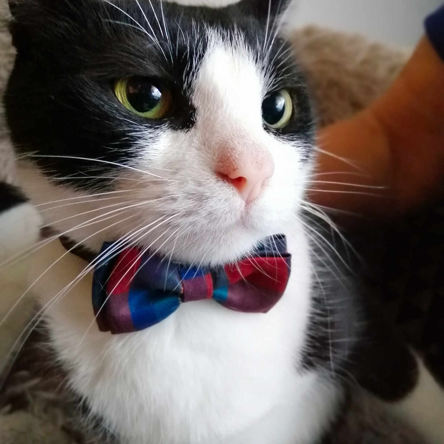 Platon a rejoint le concours — aidez-le/la à gagner de superbes lots ! abyssinian, accessories, animal, bodypart, bowtie, cat, collar, couch, formalwear, furniture, kitten, manx, mouth, necktie, person, pet, siamese, strap, tie, tongue