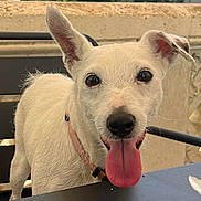 Litchi participe au concours pour gagner de l'argent avec cette photo : animal, canine, chair, closeup, collar, companion, cute, dog, domestic_animal, ears_up, friendly, fur, happy, looking_at_camera, outdoor, pet, table, tongue, tongue_out, white_dog