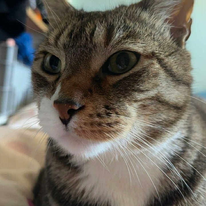 Mouloud a rejoint le concours — aidez-le/la à gagner de superbes lots ! abyssinian, animal, bodypart, cat, egyptiancat, face, furniture, head, indoors, kitten, manx, mouth, person, pet, photography, portrait, teeth