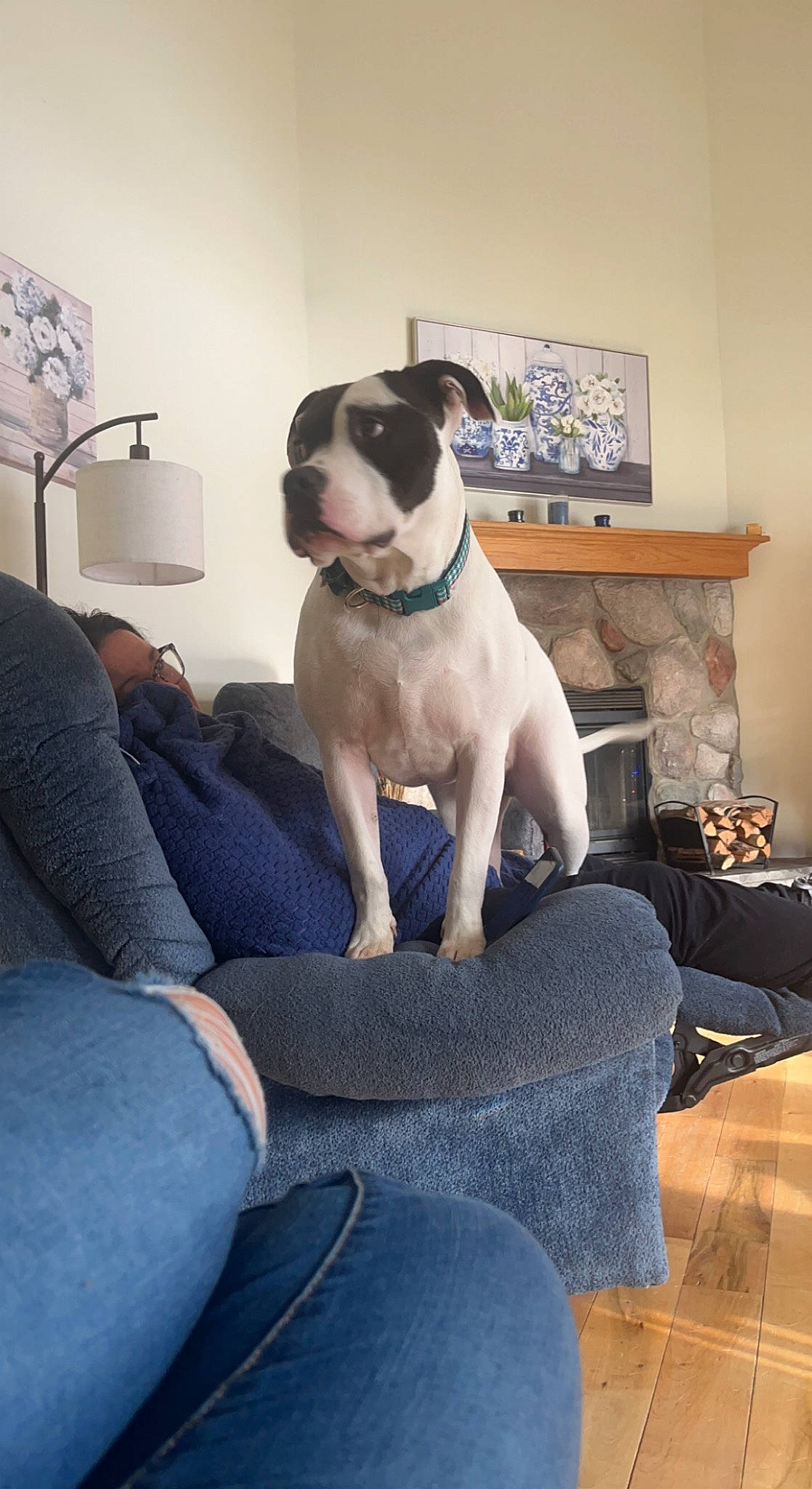 Diesel joined the competition — help win amazing prizes! art, boston_terrier, carnivore, collar, comfort, companion_dog, couch, dog, dog_breed, fawn, flooring, hardwood, living_room, picture_frame, pug, sitting, sporting_group, wood, wood_flooring, working_animal