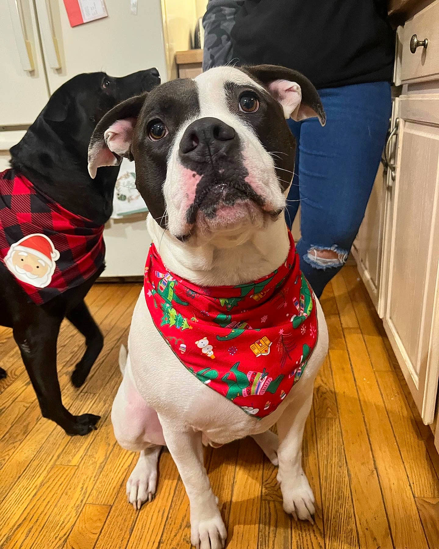 Diesel joined the competition — help win amazing prizes! carnivore, collar, companion_dog, couch, dog, dog_breed, dog_collar, dog_supply, fashion_accessory, fawn, flooring, hardwood, leash, pet_supply, snout, sporting_group, tie, wood, wood_flooring, working_animal