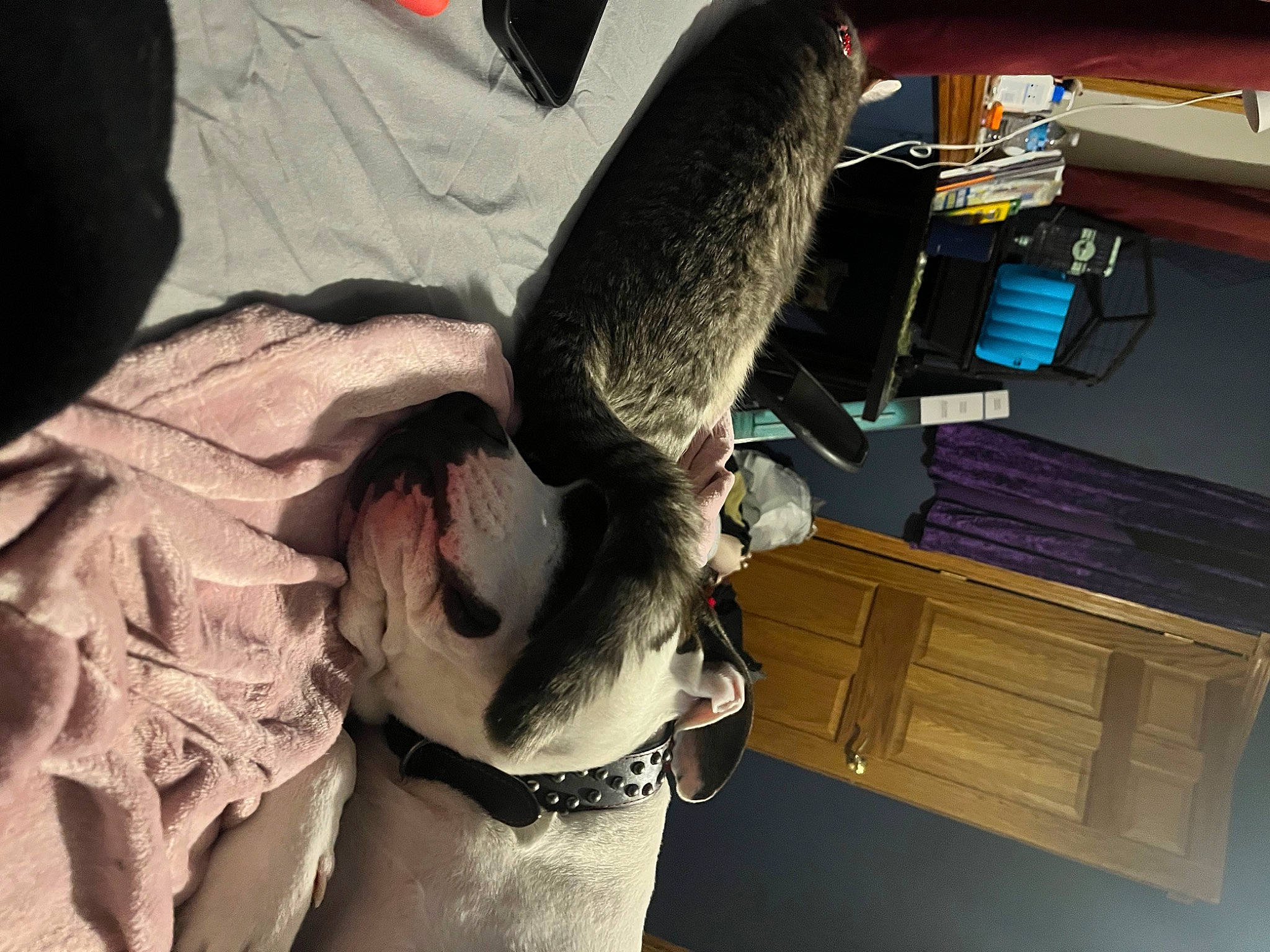 Diesel joined the competition — help win amazing prizes! canidae, carnivore, collar, comfort, companion_dog, dog, dog_breed, dog_collar, dog_supply, drawer, eyewear, fawn, fur, leash, liver, pet_supply, snout, sporting_group, whiskers, working_animal