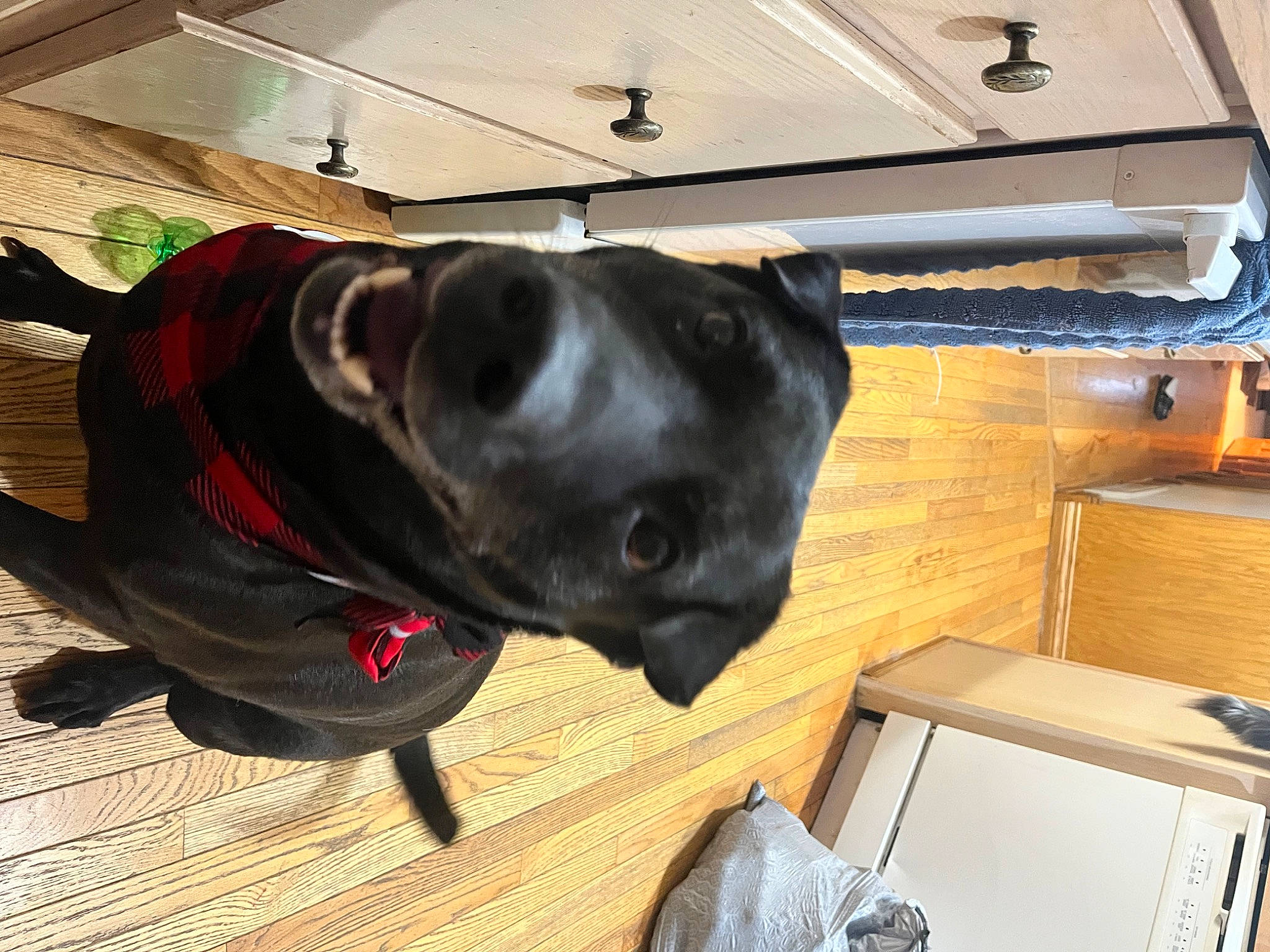 Goose joined the competition — help win amazing prizes! canidae, carnivore, collar, companion_dog, dog, dog_breed, dog_collar, dog_supply, fawn, flooring, guard_dog, hardwood, leash, personal_protective_equipment, pet_supply, sporting_group, tail, whiskers, wood, working_animal