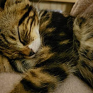 Booba participe au concours pour gagner de l'argent avec cette photo : adorable, animal, cat, closeup, cozy, cute, domestic, feline, fur, indoor, kitten, nap, peaceful, pet, relaxed, resting, sleeping, soft, tabby, whiskers