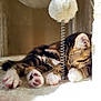 kitten, cat, sleeping, paw, fur, cat_tree, spring_toy, fuzzy_ball, indoor, soft_texture, sunlight, cozy, resting, pet, animal, closeup, tabby, cute, whiskers, nap