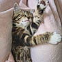 Booba a rejoint le concours — aidez-le/la à gagner de superbes lots ! kitten, tabby, cat, sleeping, paw, stretching, fur, pink_blanket, cozy, relaxation, cute, animal, pet, soft_texture, indoor, closeup, resting, whiskers, peaceful, adorable