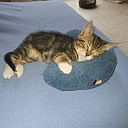 Booba participe au concours pour gagner de l'argent avec cette photo : kitten, cat, sleeping, tabby, indoor, blanket, pillow, cozy, pet, cute, feline, resting, fur, animal, floor, cat_bed, cat_tree, relaxing, home, soft
