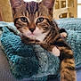 Booba participe au concours pour gagner de l'argent avec cette photo : kitten, cat, tabby, pet, animal, feline, cute, fur, whiskers, paw, blanket, indoor, cozy, relaxed, young, mammal, closeup, portrait, resting, soft