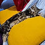 Booba a rejoint le concours — aidez-le/la à gagner de superbes lots ! blanket, cat, cozy, cute, feline, fur, indoor, kitten, nap, paw, pet, red_hoodie, relaxing, resting, sleeping, soft, striped_fur, tabby, warm, yellow_pillow