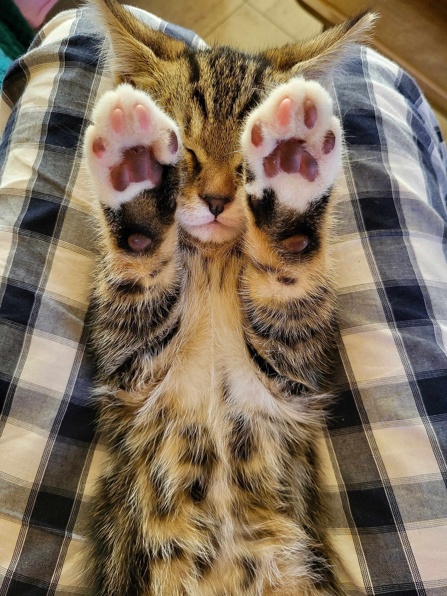 Booba participe au concours pour gagner de l'argent avec cette photo : kitten, cat, paw, paw_pads, tabby, feline, fur, sleeping, cute, pet, animal, whiskers, claws, relaxing, closeup, indoor, striped, soft, young, resting