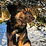 dog, snow, outdoor, sunlight, winter, animal, pet, fur, leash, collar, brown, black, sitting, face, paw, nature, building, bush, cold, daylight