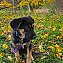animal, autumn, canine, collar, curious, dog, fall, forest, grass, ground, leash, leaves, nature, outdoor, park, puppy, sitting, trees, yellow_leaves, young_dog