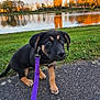 animal, autumn, cute, dog, grass, lake, leash, nature, outdoor, park, pathway, pet, puppy, reflection, scenic, sunset, trees, walking, water, young