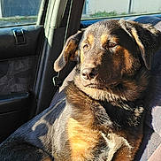 Nova a rejoint le concours — aidez-le/la à gagner de superbes lots ! dog, car, seat, sunlight, window, animal, pet, fur, brown, black, domestic_animal, canine, relaxing, indoor, seatbelt, daylight, portrait, side_view, mammal, vehicle