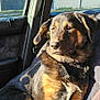 dog, car, seat, sunlight, window, animal, pet, fur, brown, black, domestic_animal, canine, relaxing, indoor, seatbelt, daylight, portrait, side_view, mammal, vehicle