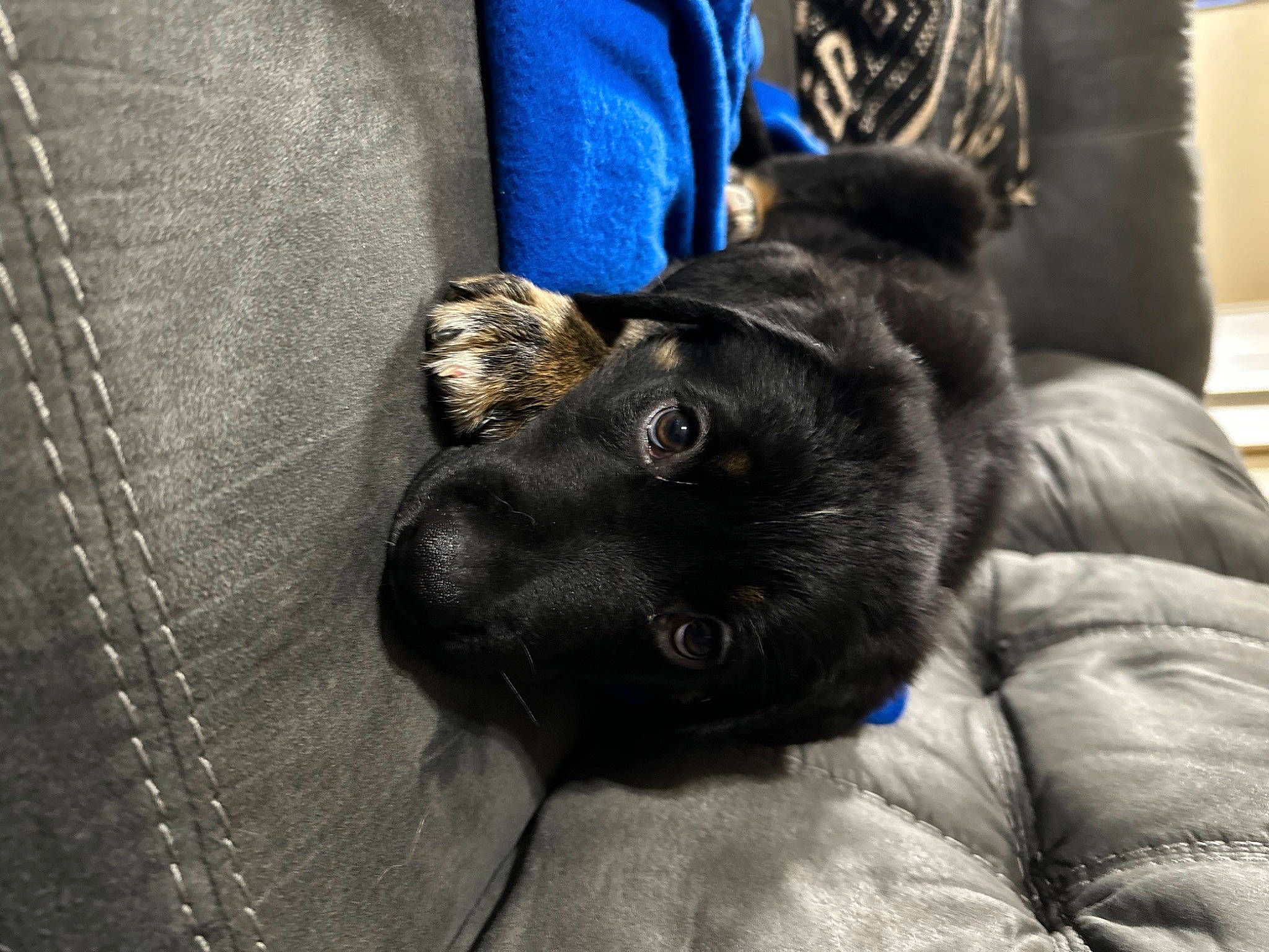 Kodak joined the competition — help win amazing prizes! borador, canidae, carnivore, claw, comfort, companion_dog, denim, dog, dog_breed, electric_blue, fawn, fur, grey, guard_dog, liver, non_sporting_group, snout, sporting_group, whiskers, working_animal