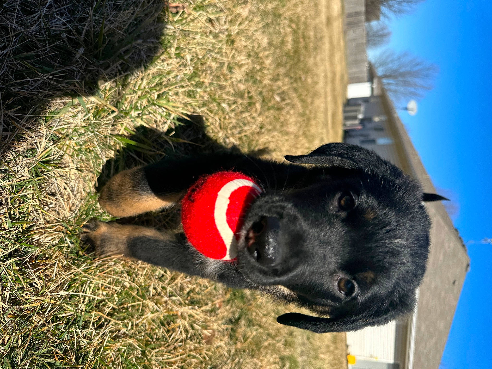 Kodak is registered to the contest to win money with this photo: borador, canidae, carmine, carnivore, collar, companion_dog, dog, dog_breed, fur, grass, mammal, palm_tree, plant, sky, snout, soil, sporting_group, tail, tree, working_animal