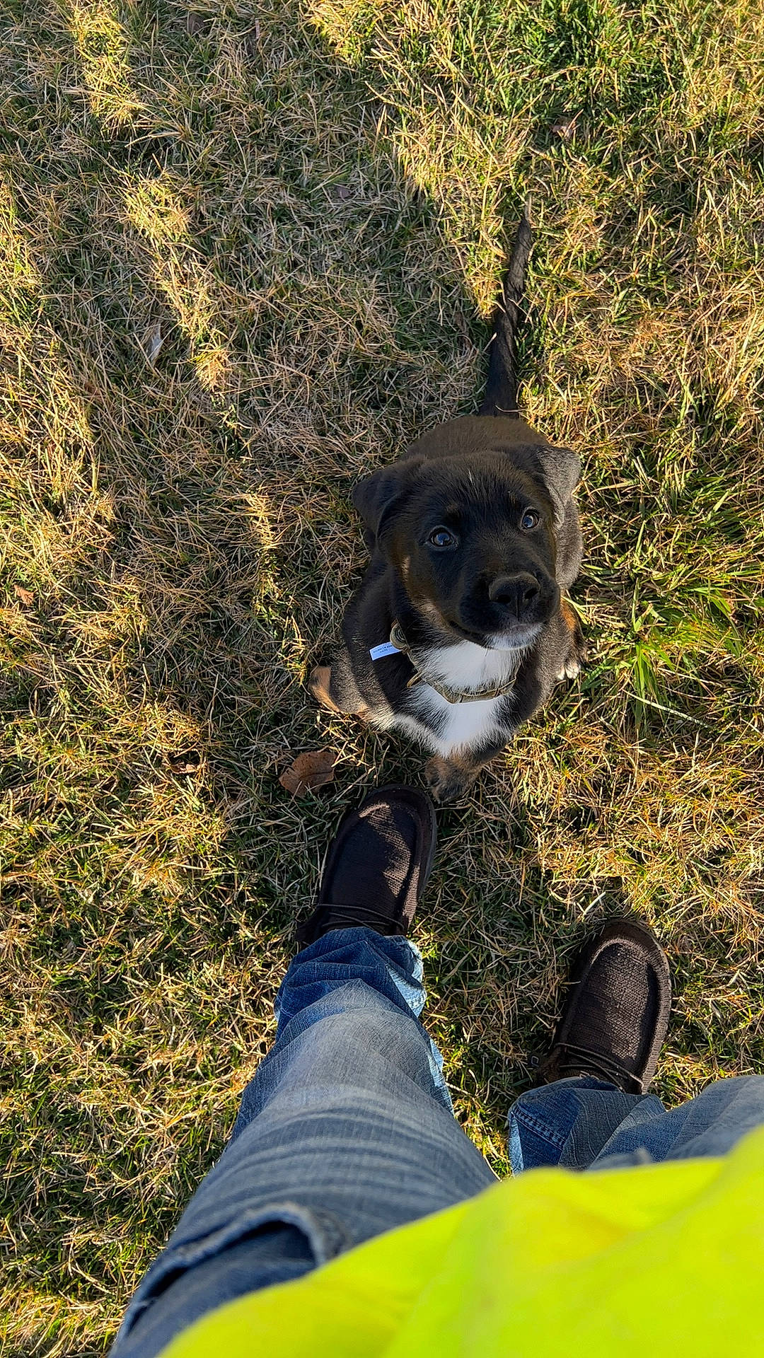 Kodak is registered to the contest to win money with this photo: carnivore, clothing, companion_dog, dog, dog_breed, fawn, footwear, grass, happy, human_leg, jeans, leg, people_in_nature, plant, sneakers, snout, tail, tints_and_shades, tree, working_animal