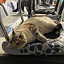Calinou participe au concours pour gagner de l'argent avec cette photo : cat, indoor, chair, cushion, table, furniture, holiday_decor, curious, relaxed, wide_eyes, striped_cat, reflection, background, floor, metal_frame, domestic_animal, pet, home, cozy, playful