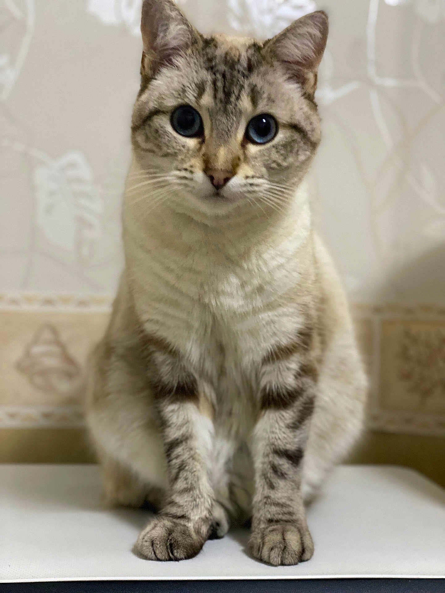 Calinou participe au concours pour gagner de l'argent avec cette photo : cat, blue_eyes, tabby, sitting, fur, whiskers, paws, indoor, pet, animal, feline, cute, portrait, looking_at_camera, striped, soft_light, close_up, domestic_cat, calm, alert