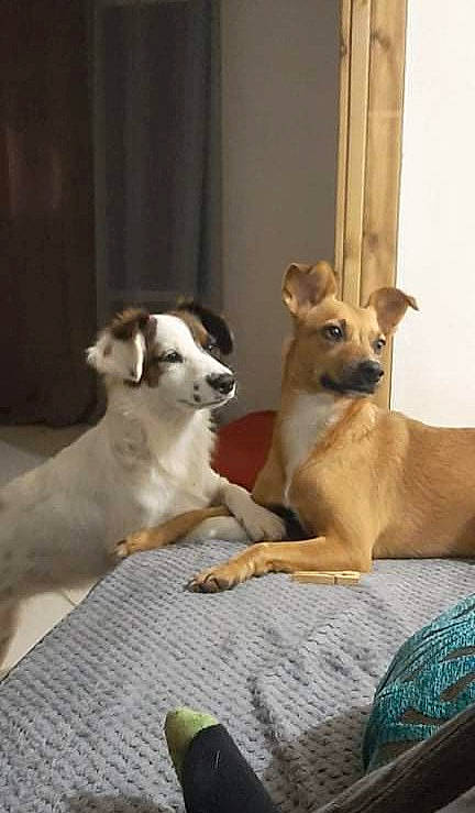 Bébé a rejoint le concours — aidez-le/la à gagner de superbes lots ! canidae, carnivore, comfort, companion_dog, dog, dog_breed, dog_supply, fawn, flooring, hardwood, non_sporting_group, paw, puppy, snout, sporting_group, tail, terrestrial_animal, toy_dog, wood, working_animal