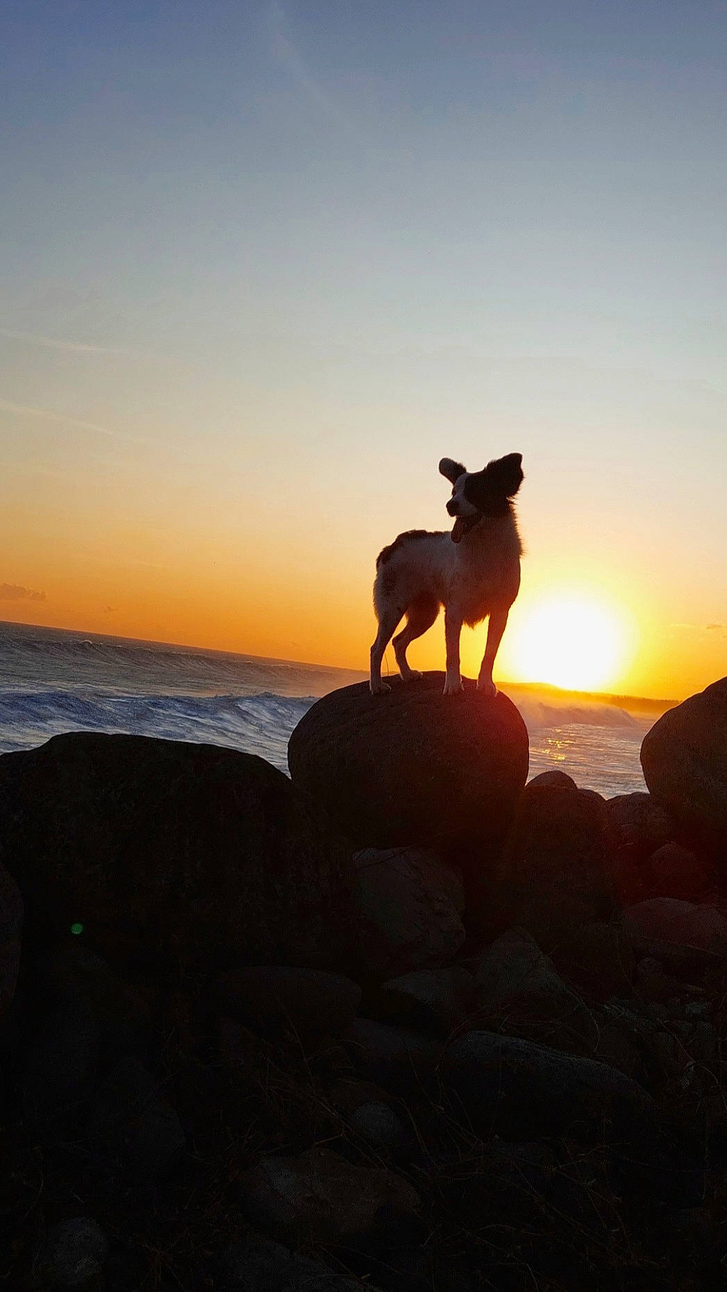 Bébé participe au concours pour gagner de l'argent avec cette photo : afterglow, astronomical_object, atmospheric_phenomenon, calm, carnivore, dog, dusk, ecoregion, evening, fawn, hill, horizon, landscape, red_sky_at_morning, rock, sky, sunrise, sunset, water, wood