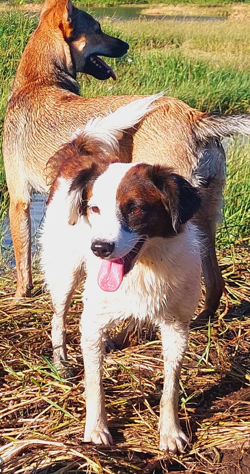 Bébé a rejoint le concours — aidez-le/la à gagner de superbes lots ! canidae, carnivore, collar, companion_dog, dog, dog_breed, fawn, grass, gun_dog, liver, mammal, paw, plant, tail, terrestrial_animal, tree, vertebrate, whiskers, working_animal, working_dog