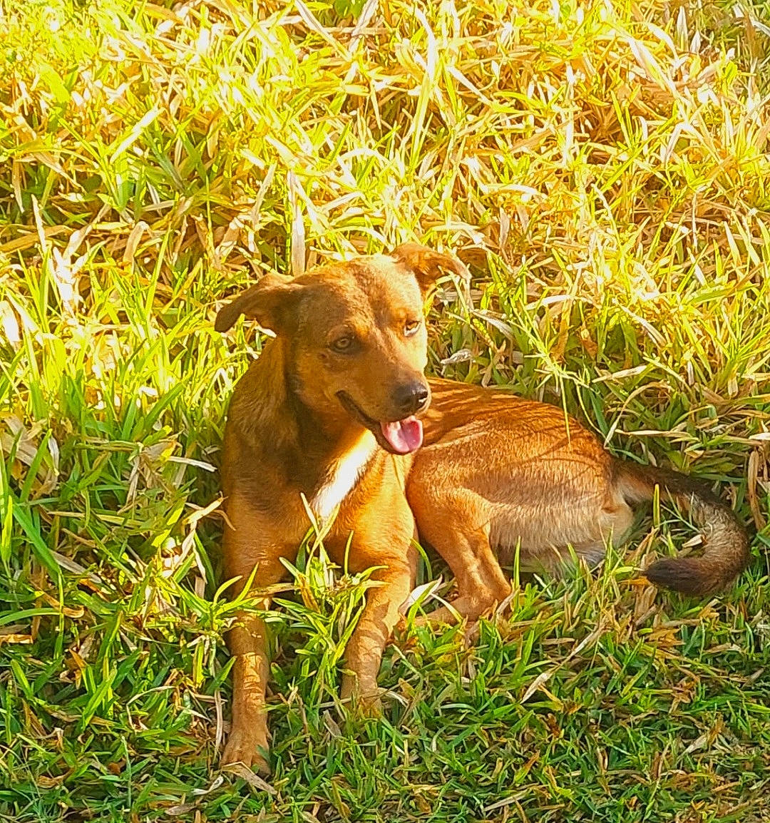 Cacao participe au concours pour gagner de l'argent avec cette photo : canidae, carnivore, companion_dog, dog_breed, fawn, field, grass, grass_family, grassland, grazing, groundcover, liver, livestock, natural_landscape, plant, prairie, tail, terrestrial_animal, wildlife, working_animal