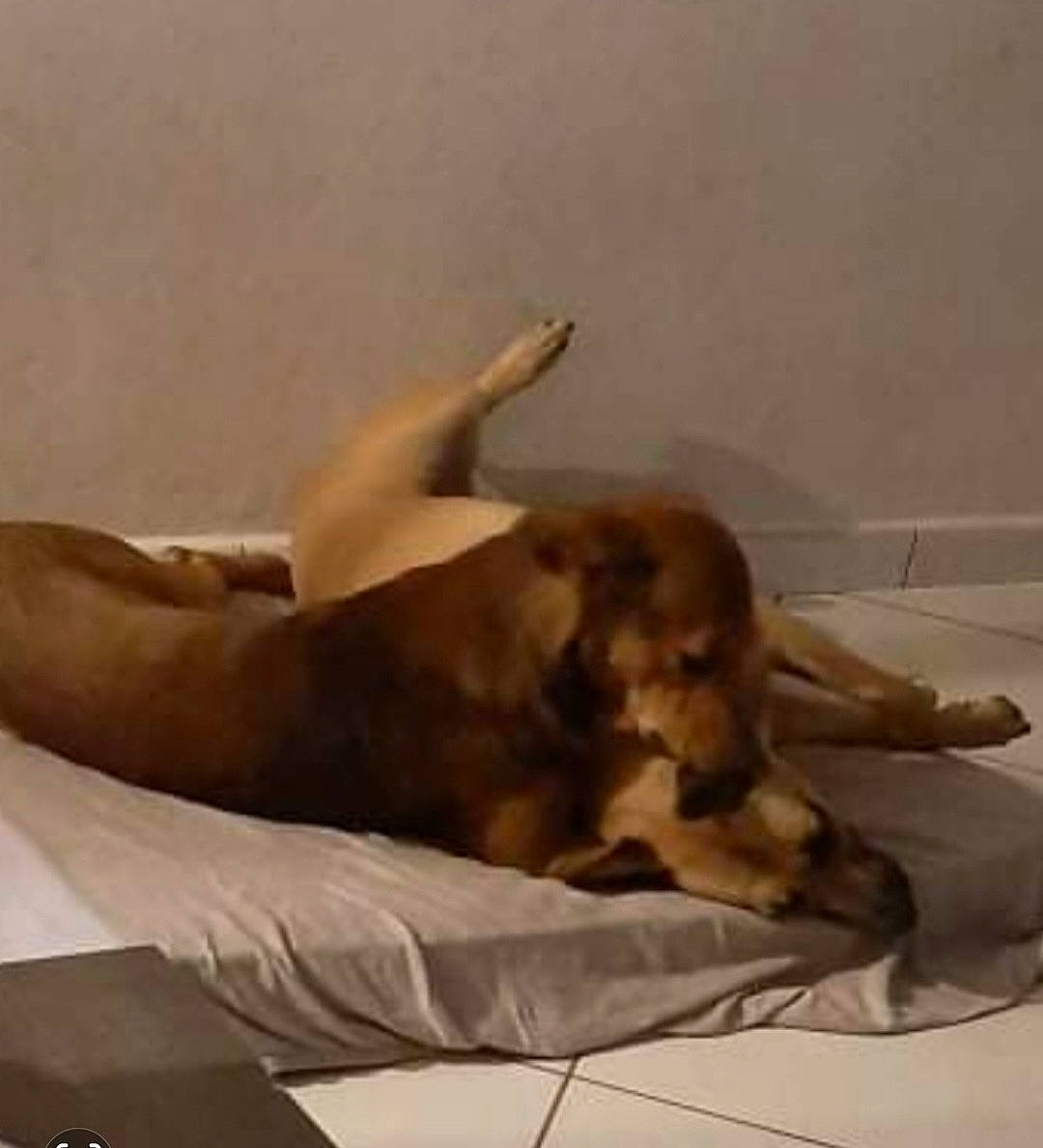 Cacao participe au concours pour gagner de l'argent avec cette photo : art, bed, bedding, canidae, carnivore, comfort, companion_dog, dog, dog_breed, fawn, flooring, hardwood, linens, liver, paw, pet_supply, room, sporting_group, tail, working_animal