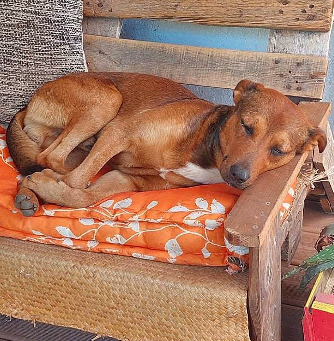 Cacao participe au concours pour gagner de l'argent avec cette photo : canidae, carnivore, collar, comfort, companion_dog, dog, dog_breed, dog_supply, fawn, fur, hardwood, linens, liver, nap, pet_supply, sleep, sporting_group, terrestrial_animal, wood, working_animal