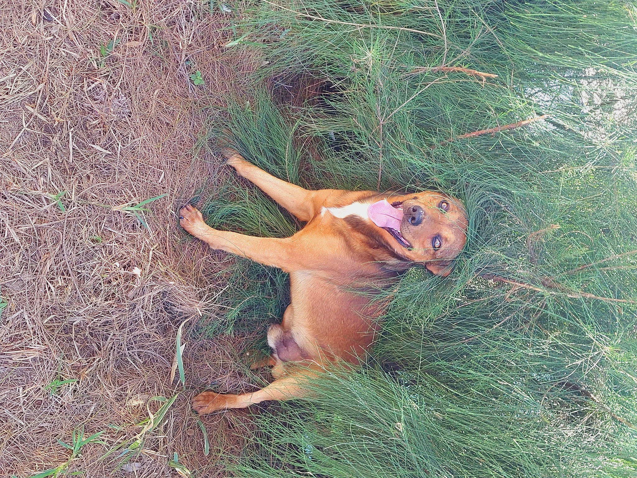 Cacao a rejoint le concours — aidez-le/la à gagner de superbes lots ! adventure, canidae, carnivore, dog, dog_breed, fawn, grass, grassland, happy, landscape, people_in_nature, plant, prairie, snout, soil, sporting_group, tail, terrestrial_animal, thumb, working_animal