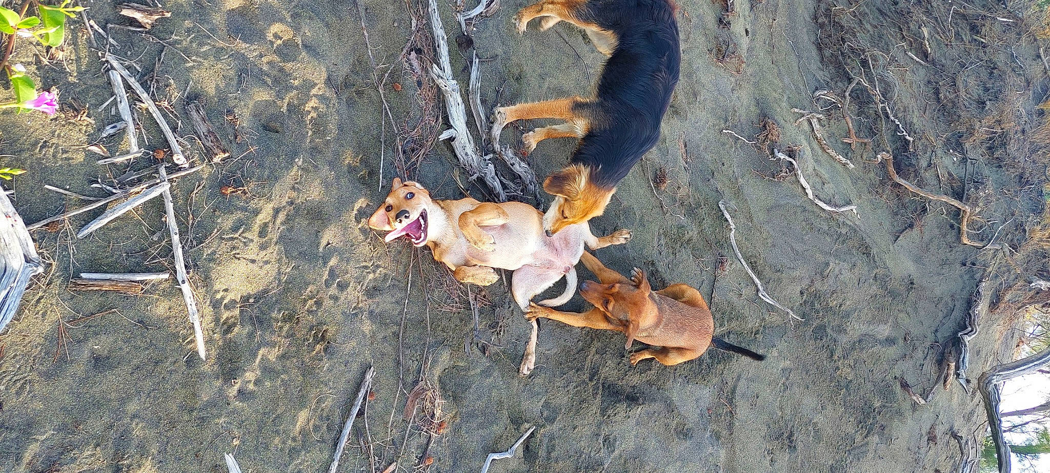 Sky a rejoint le concours — aidez-le/la à gagner de superbes lots ! art, canidae, carnivore, dog, dog_breed, fawn, grass, hunting_dog, organism, shadow, soil, sporting_group, terrestrial_animal, tree, wildlife, wood, working_animal