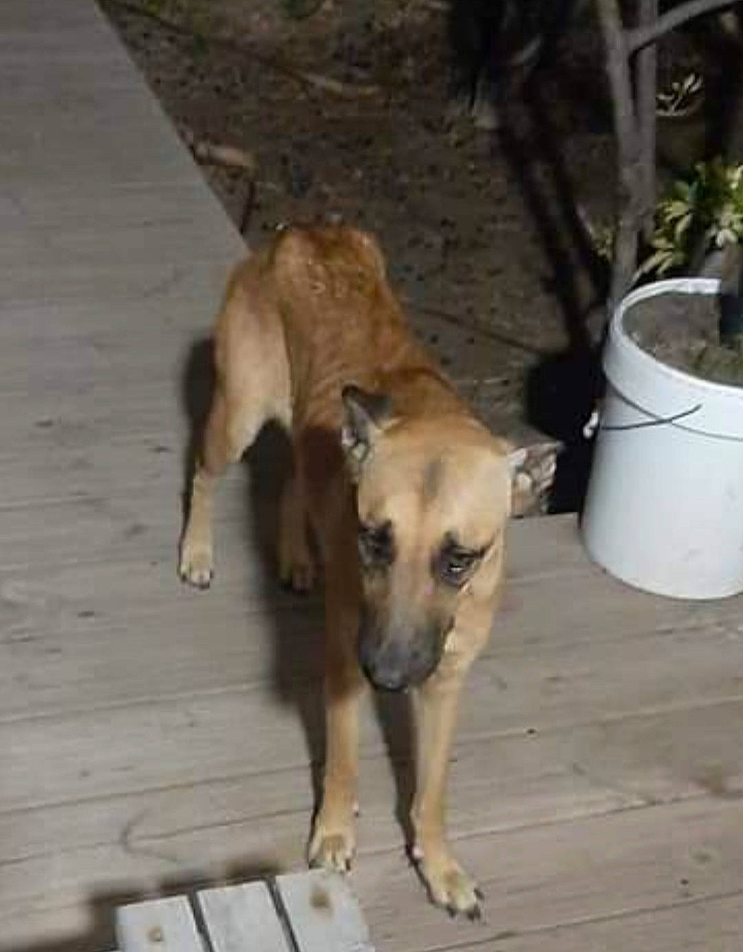 Naïa a rejoint le concours — aidez-le/la à gagner de superbes lots ! carnivore, companion_dog, dog, dog_breed, dog_supply, fawn, flooring, flowerpot, houseplant, non_sporting_group, pet_supply, plant, sporting_group, tail, terrestrial_animal, wood, working_animal