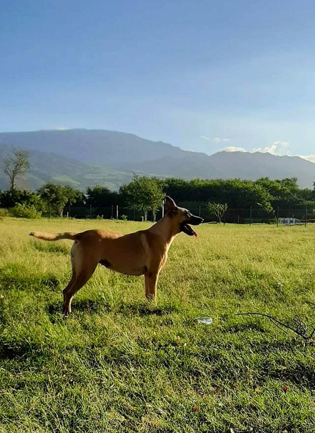 Naïa a rejoint le concours — aidez-le/la à gagner de superbes lots ! carnivore, cloud, companion_dog, dog, dog_breed, fawn, grass, grassland, landscape, meadow, mountain, pasture, plain, plant, sighthound, sky, tail, terrestrial_animal, tree, working_animal
