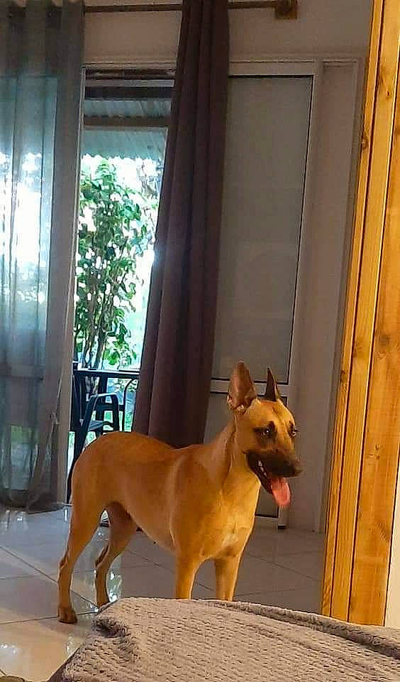 Naïa participe au concours pour gagner de l'argent avec cette photo : canidae, carnivore, companion_dog, curtain, dog, dog_breed, dog_supply, door, fawn, fixture, floor, flooring, hardwood, home_door, snout, sporting_group, tail, terrestrial_animal, window, wood