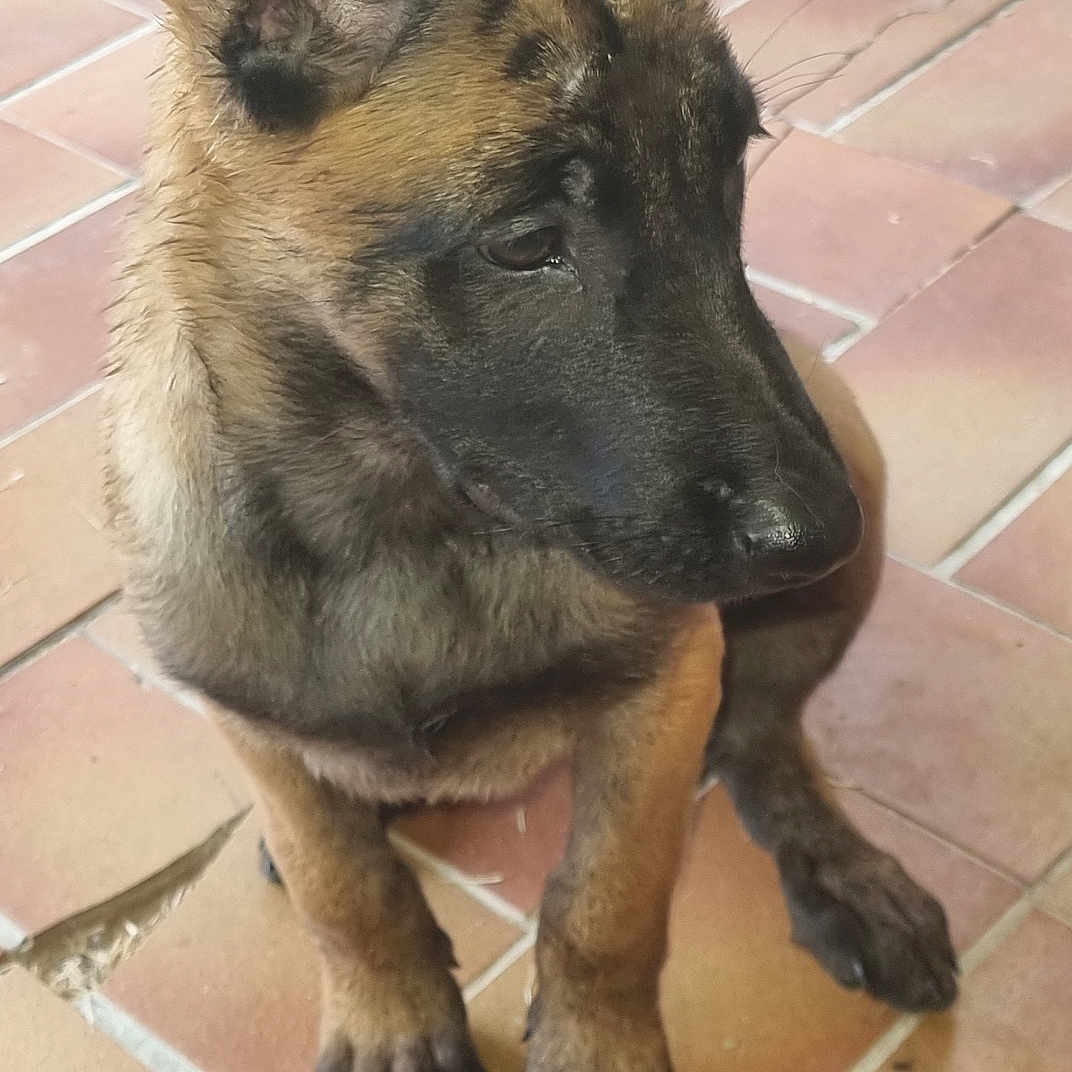 Bélla participe au concours pour gagner de l'argent avec cette photo : accessories, animal, brick, canine, dog, flagstone, germanshepherd, hound, machine, path, pet, policedog, puppy, sidewalk, slate, snout, strap, tile, walkway, wheel