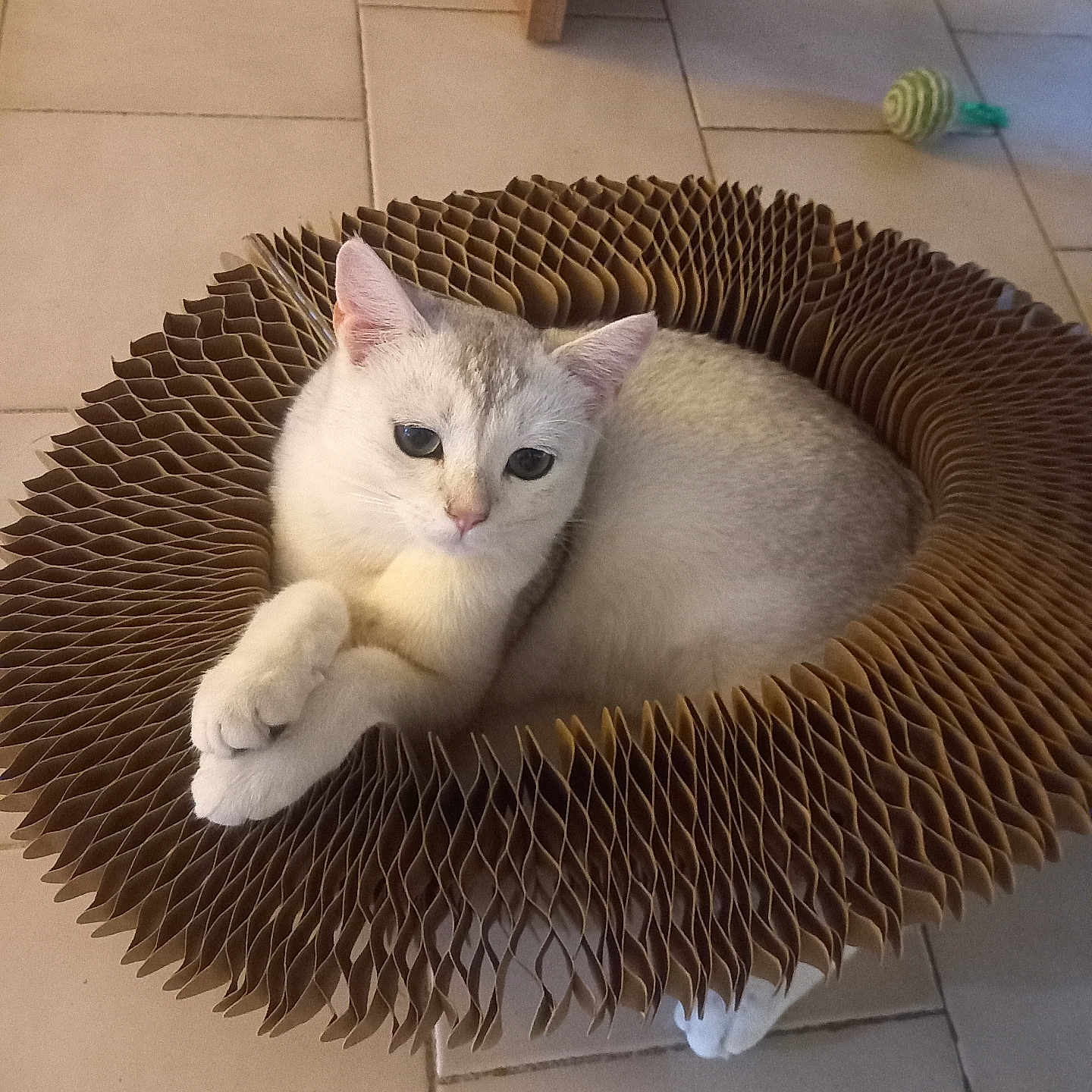 Simba