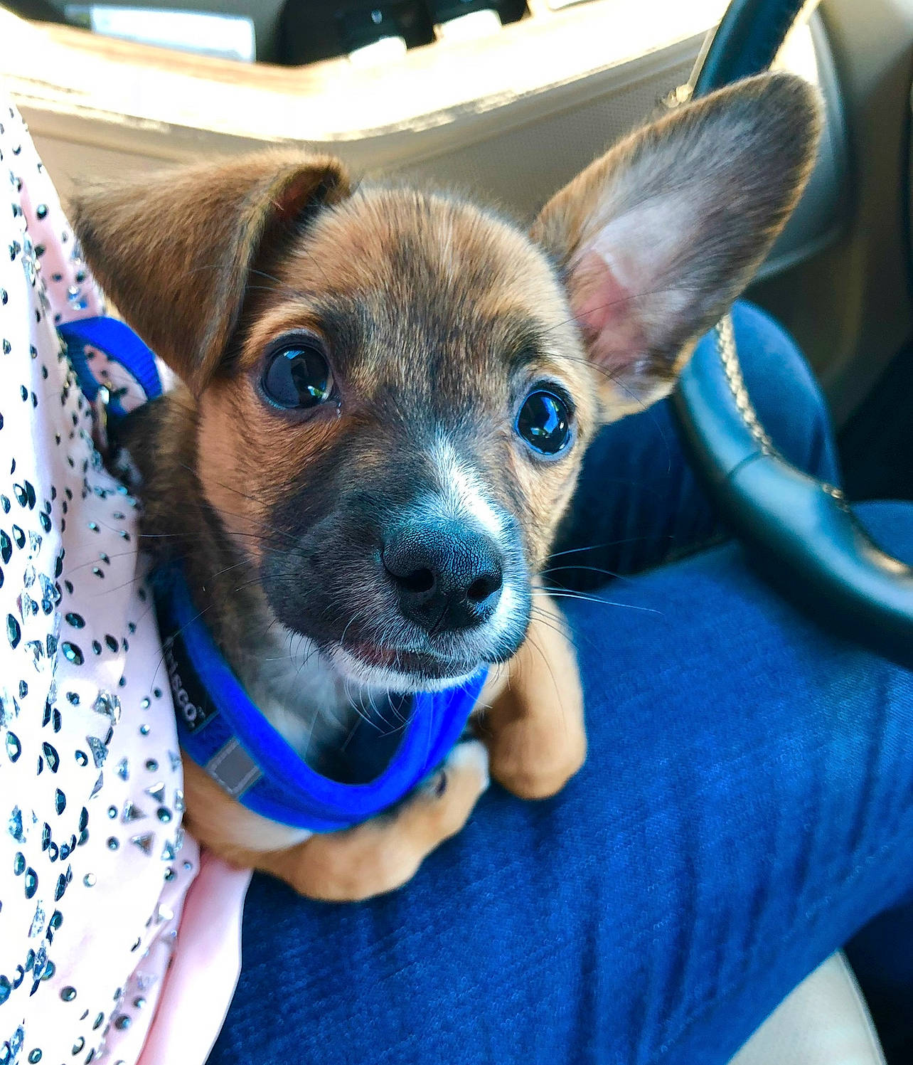 Jake is registered to the contest to win money with this photo: canidae, carnivore, collar, companion_dog, dog, dog_breed, dog_supply, ear, electric_blue, fawn, fur, snout, sporting_group, toy_dog, whiskers, working_animal