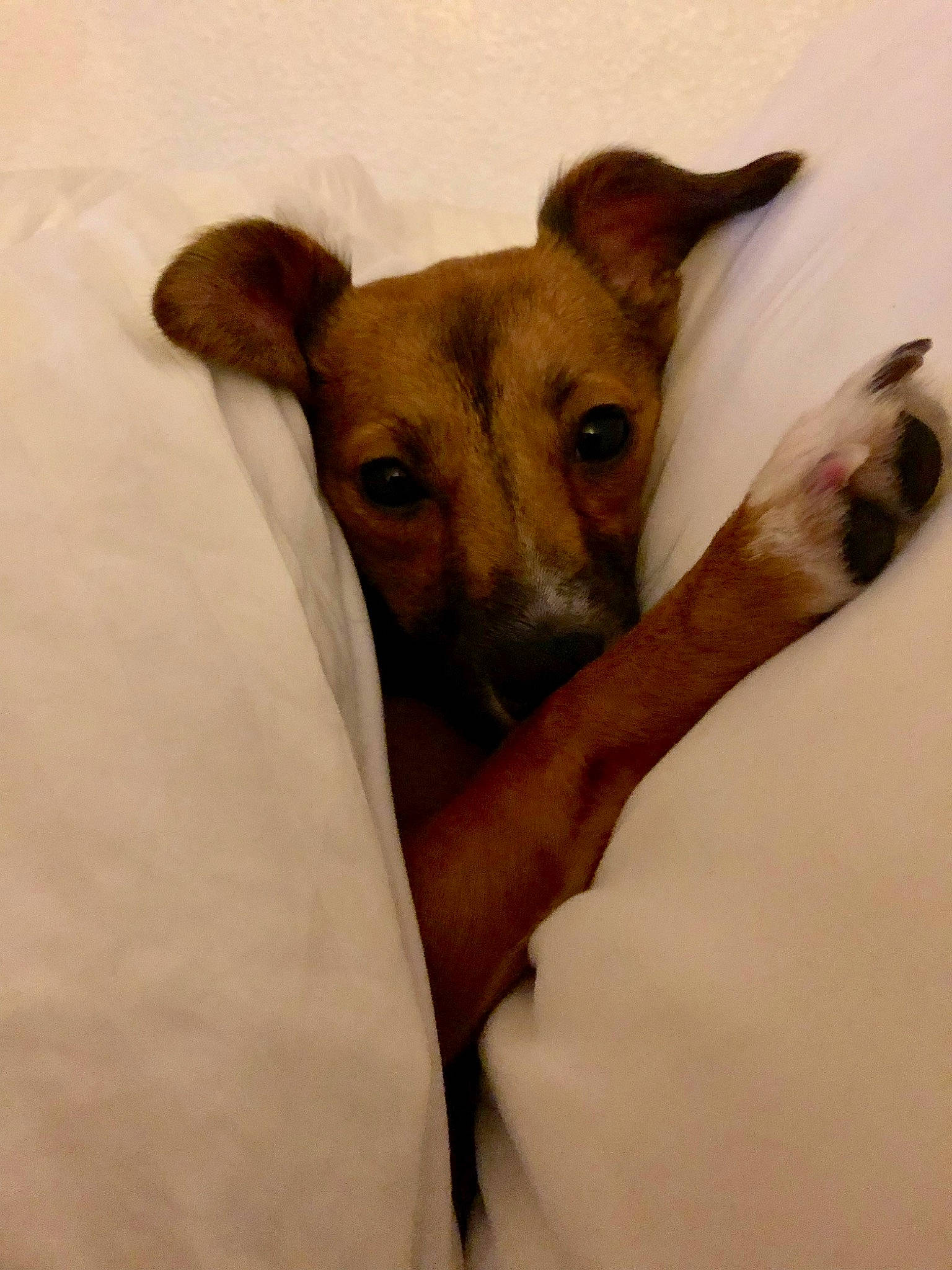 Jake joined the competition — help win amazing prizes! canidae, carnivore, comfort, companion_dog, dog, dog_breed, dog_supply, ear, fawn, fur, paw, sporting_group, terrestrial_animal, toy_dog, whiskers, working_animal